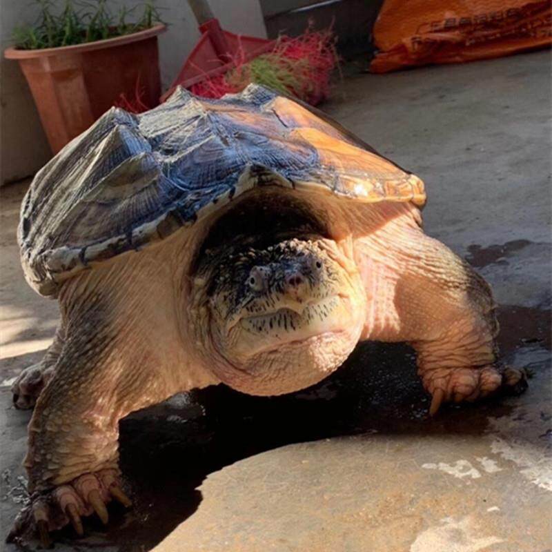 食用小鳄龟北美杂佛鳄鱼龟宠物乌龟种龟特大型煲汤肉龟活体外塘龟