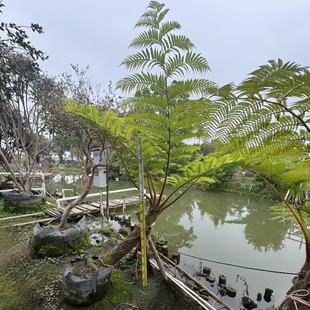 珍贵植物正宗桫椤树苗花园绿植蛇木蕨类植物笔筒树别墅庭院观赏树