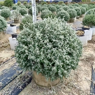 银叶仓鼠盆栽庭院阳台花园别墅露台花境植物室外可地载造景大绿植