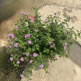 新品植物马樱丹盆栽庭院阳台花园别墅黄钟花四季开花地载造景绿植