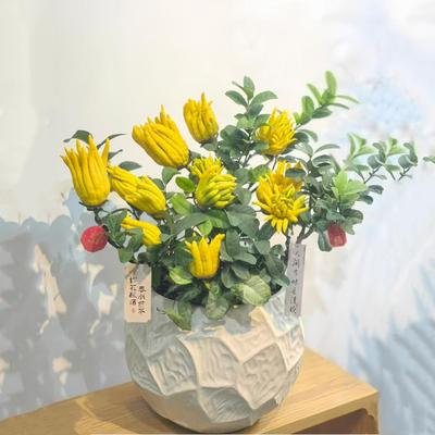 佛手树盆栽金华佛手柑苗带果可食用绿植年宵花卉阳台庭院客厅植物