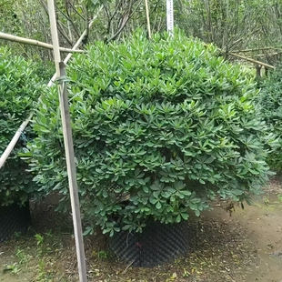 海桐树盆栽庭院阳台花园别墅露台室外开花植物地载耐热造景大绿植