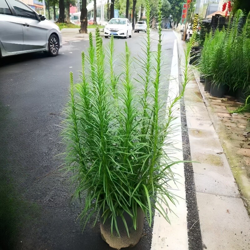 蛇鞭菊苗大盆栽庭院阳台花园花镜植物猫尾花麒麟菊多季开花大绿植