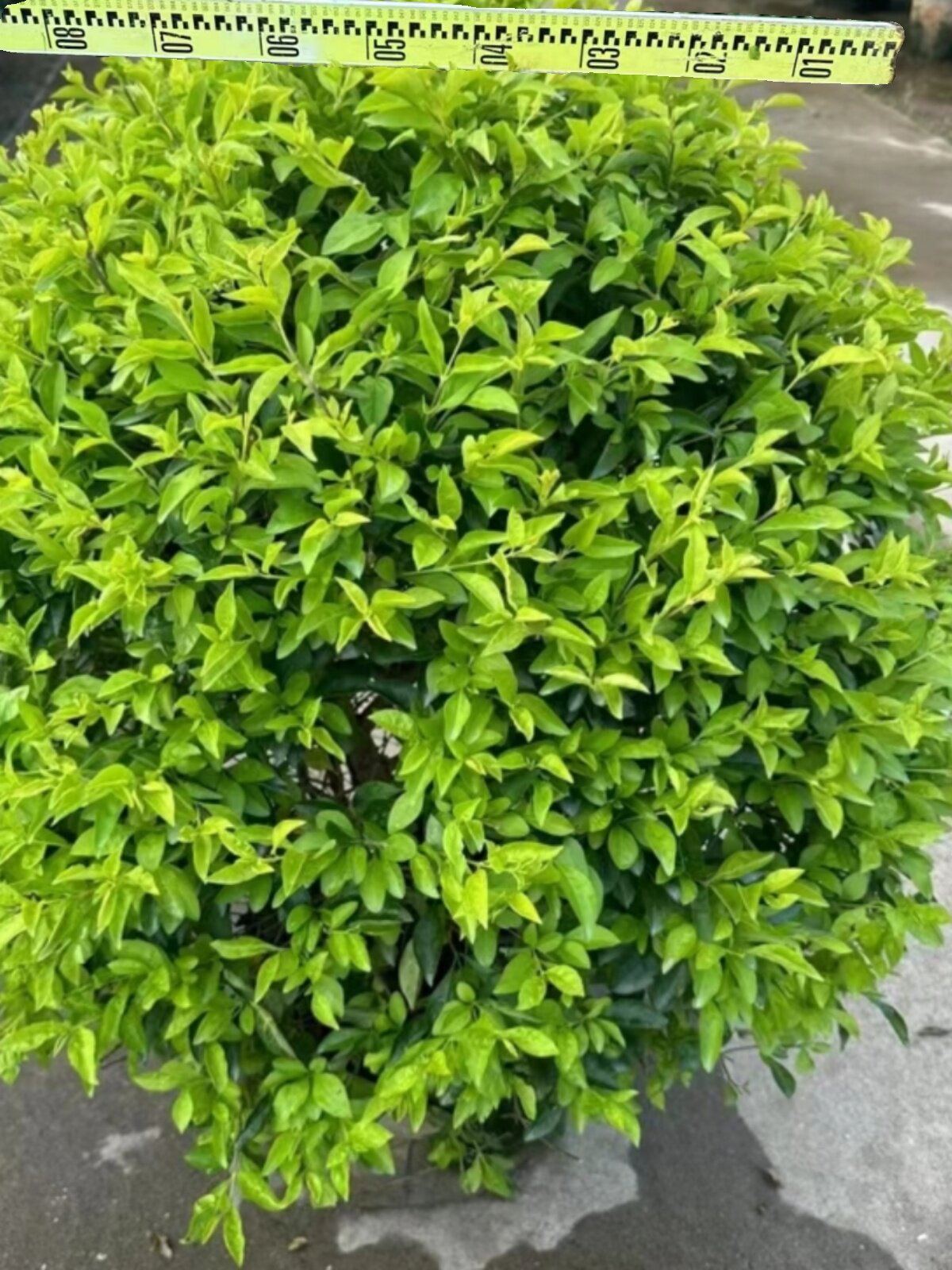 黄金叶苗木庭院工程树苗黄金叶球四季常青绿化苗花园阳台别墅植物