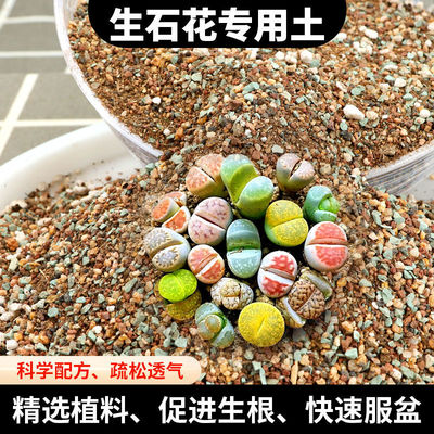 生石花专用土多肉屁屁种植营养土播种pp铺面石肉锥番杏科颗粒土