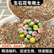生石花专用土多肉屁屁种植营养土播种pp铺面石肉锥番杏科颗粒土