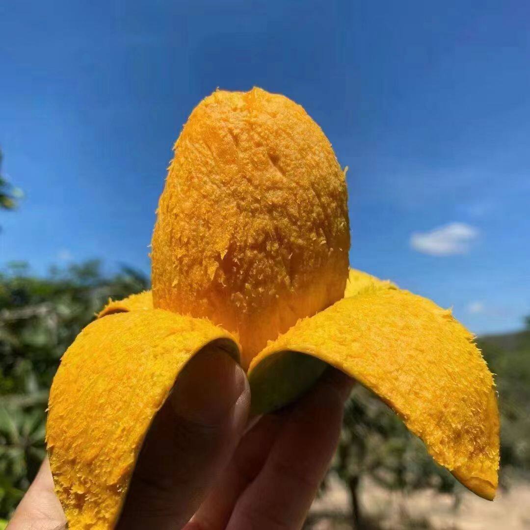 海南昌江椰香芒鸡蛋芒绿皮芒果当季新鲜水果土芒果整箱10斤胜覃斗