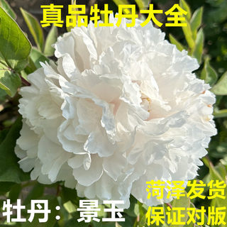 牡丹花苗景玉菏泽发货正宗重瓣观赏大花苗盆栽地栽阳台花卉赛雪塔