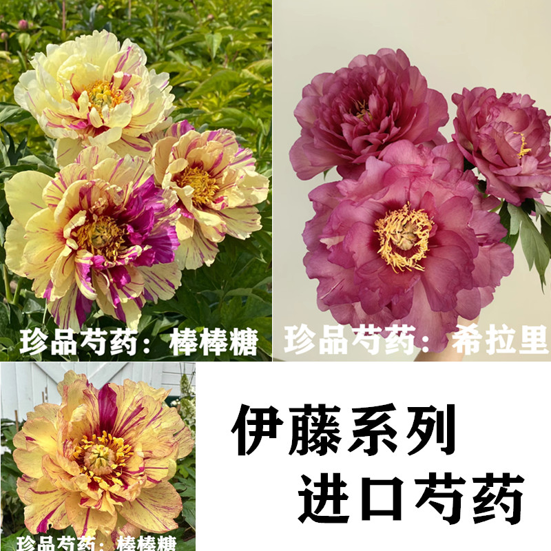 伊藤系列芍药进口重瓣千层耐寒