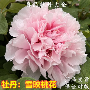 牡丹花苗雪映桃花正宗重瓣观赏盆栽地栽室内外庭院大树苗新手好养