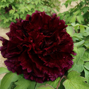 黑牡丹花苗正宗菏泽观赏树苗进口带花苞盆栽重瓣洛阳精品黑豹真品