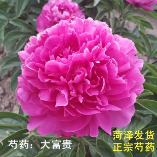 正宗菏泽观赏芍药花苗重瓣大苗根块带芽发货四季 盆栽庭院山东特级
