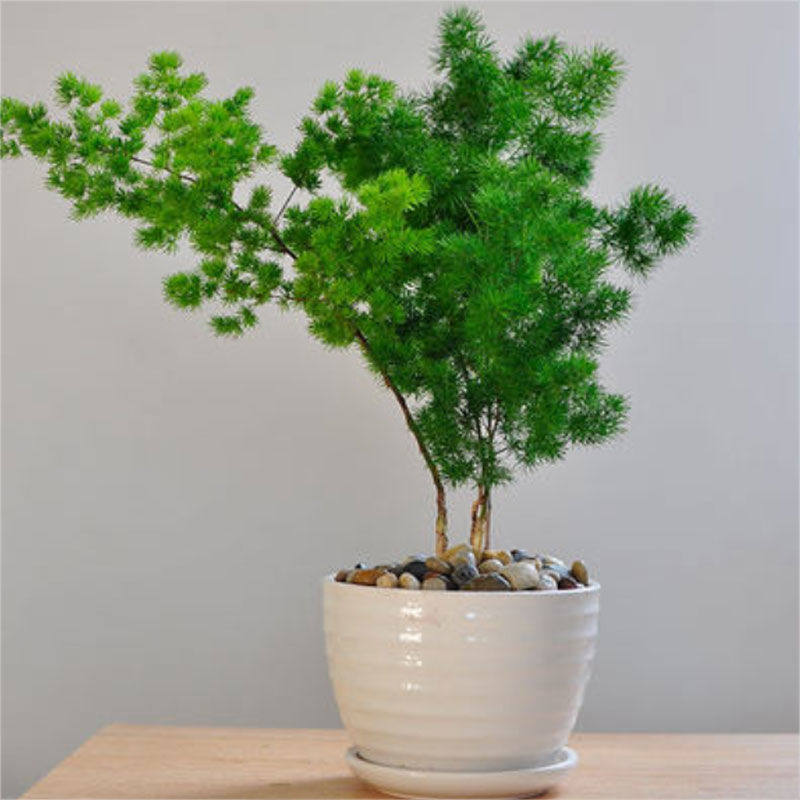 蓬莱松盆栽常青生肖猴室内绿植造型盆景客厅吸旺一件亚马逊