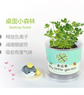 网红罐装种植小盆栽 桌面罐头植物小学生幸运草向日葵小花农礼物