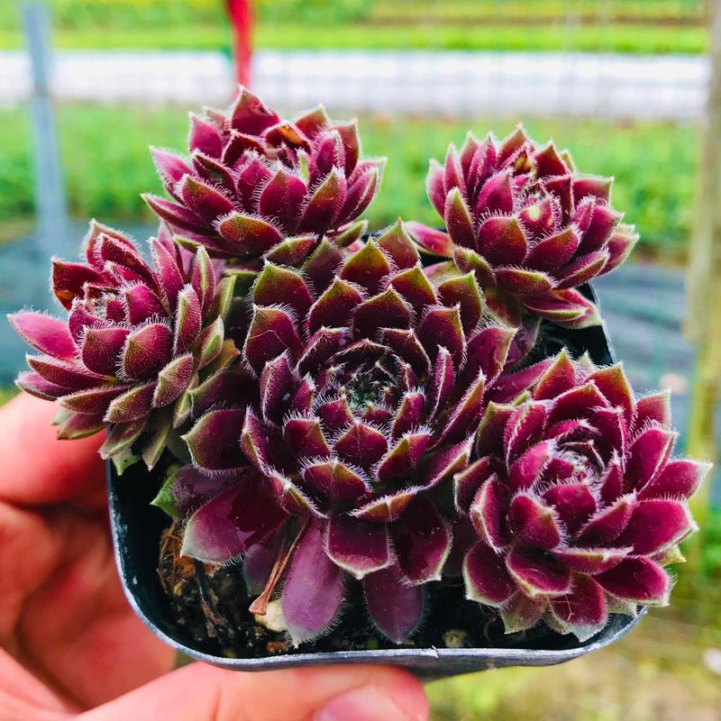 办公室园艺阳台紫牡丹多肉植物长生草内绿植花卉多肉