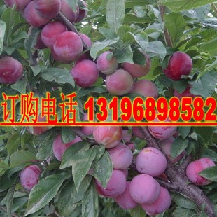 新采收红叶李 紫叶稠李种子 三华李树种 欧李果树种 李子