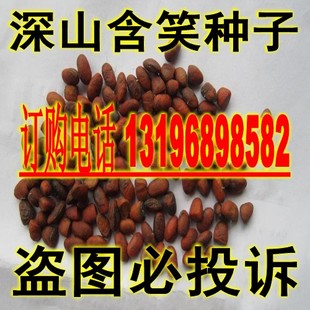 深山含笑种子 光叶白兰种子 莫式含笑 莫夫人玉兰 正品包邮