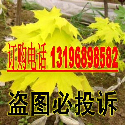 枫树种子绿化苗种子当年新采收苗木树种【挪威槭黄金枫种子】图片