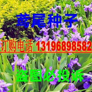 散装蓝花鸢尾种子 兰 扁竹花 德国鸢尾 鸢尾花是呃逆阳台开花