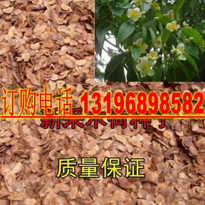 木荷种子林木种子木荷树种 荷木荷树种子园林绿化行道树种子
