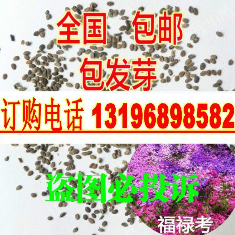 新采摘福禄考种子  进口宿根丛生香福禄考花 福禄克 芝樱种子包邮