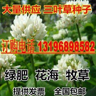 白三叶草种子易活草籽红花三叶草四季青草坪绿化牧草花卉绿肥种子