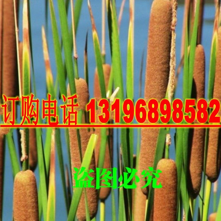 散装香蒲种子多年生落叶宿根挺水型蒲棒籽东方香蒲草蒲黄种子包邮