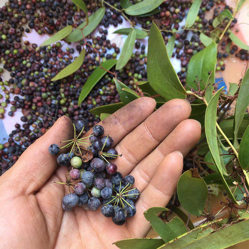 白肉土茯苓种籽500g新鲜云伏苓种子广东金刚藤老火靓汤食用块根