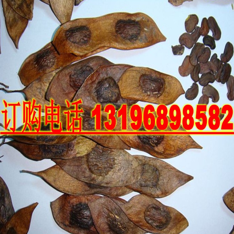 海南黄花梨种子 印度小叶紫檀种子 金丝楠木树种子 菩提种子