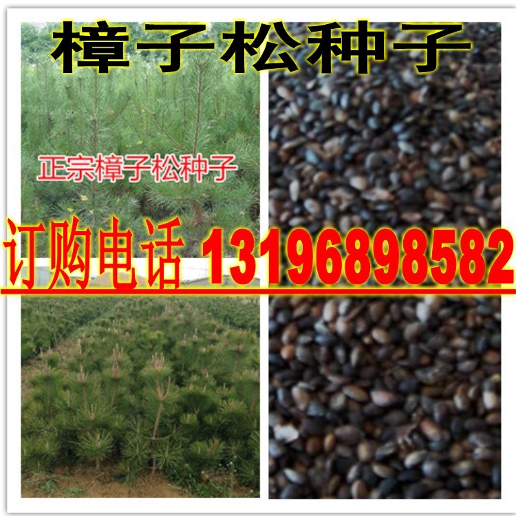 樟子松树种子海拉尔松蒙古赤松西伯利亚松黑河赤松抗寒松树木种籽图片