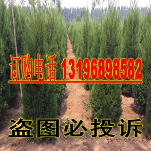 桧柏苗塔柏苗松柏苗侧柏苗蜀桧宝塔松松树工程苗景观绿化