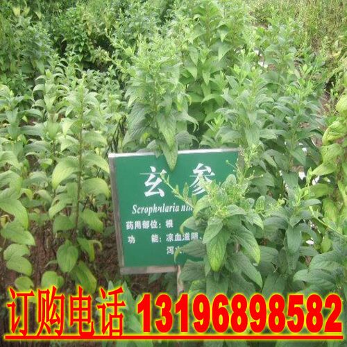 散装玄参种子 元参 黑参 重台 正马 鹿肠 端 玄台 元参种子
