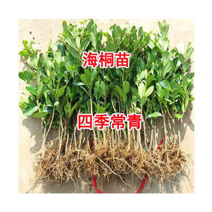 新货海桐种子球四季常青气味芳香驱蚊虫庭院围墙篱笆籽海桐花树苗