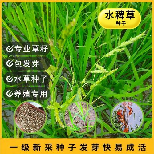 养殖鱼虾蟹牧草籽水稗草种子小米草子高产水草耐水淹耐旱湖南稷子