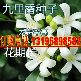 林木种子九里香种子 九树香万里香 千只眼 石辣椒 九秋香种籽包邮