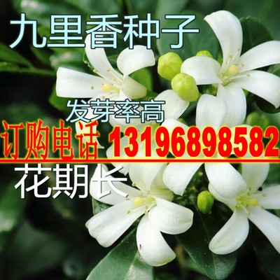 林木种子九里香种子 九树香万里香 千只眼 石辣椒 九秋香种籽包邮