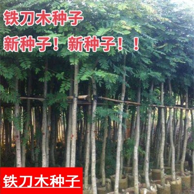 今年新采铁刀木种子常绿乔木种籽铁刀木树种子又名黑心树造林树种