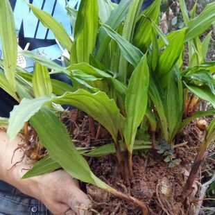 正宗毛慈菇种子水白芨冰球子苗名贵中药材苗子送资料中药材种子
