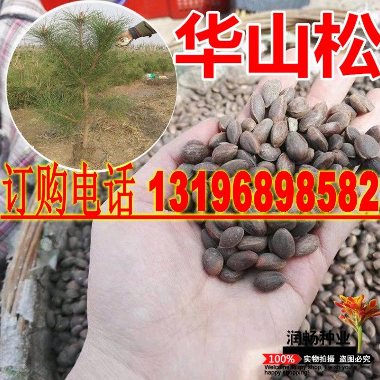 华山松种子包邮白松五须松果松青松五叶松食用松树籽绿化观赏松树