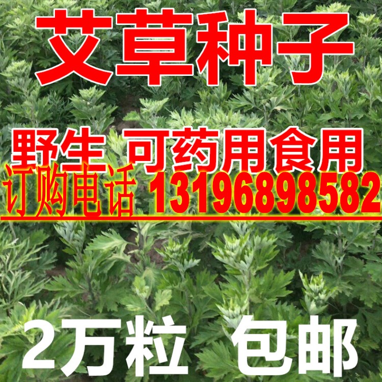 艾叶野生食用青蒿四季驱蚊草种子图片