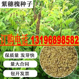 灌木种子护坡固土绿化刺槐猪屎豆紫穗槐银合欢小冠花胡枝子草种籽