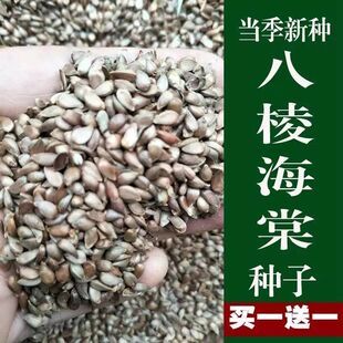 新采八棱海棠种子 海棠种子 海棠树种子 净籽嫁接苹果树 林木种子