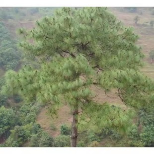 优质云南松树种子 云南松种子 飞松种子 青松种子 长毛松种子