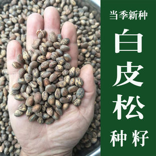 散装优质白皮松种子油松种子华山松种子黑松松树种子林木种子北方