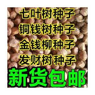 七叶树种子 红花 籽 铜钱树种子 青钱柳 金钱柳种子 发财树种子