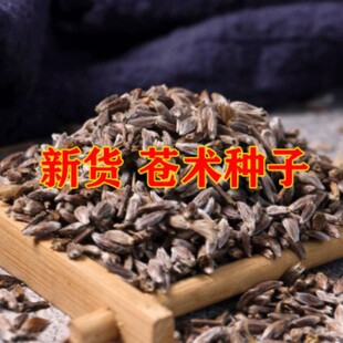 中药材苍术种子正宗纯新带朱砂点北苍术籽包发芽指导种植四季播种