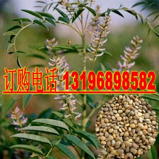 散装中草药材种子 甘草种子 甜草 四季 耐热耐寒耐瘠薄