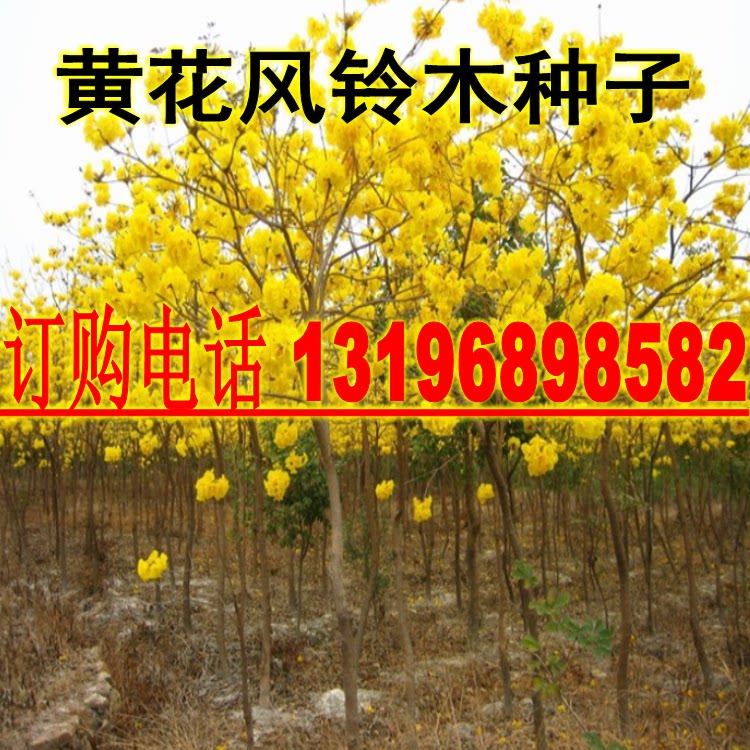 新采黄花风铃木种子 黄金凤林木 观花林木种子 乔木种子