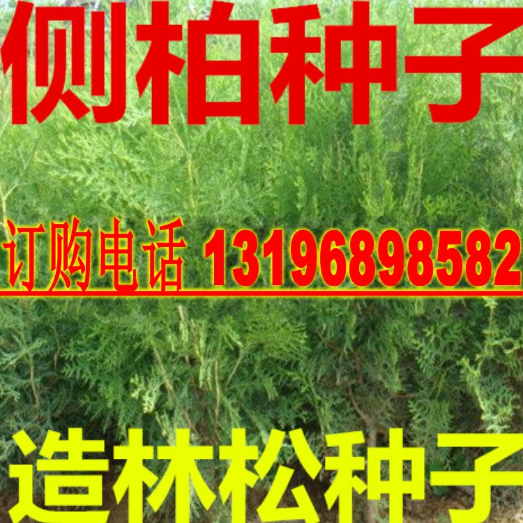 新采侧柏种子 松柏种子 黄柏 香树 扁柏 松 香柯树 造林松树种子图片