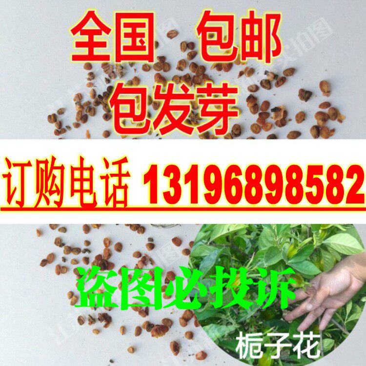 栀子花种子  黄栀子种子 小栀子花 山栀花 白栀子花净籽包邮